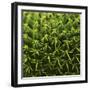 Green In A Square-Incredi-Framed Giclee Print