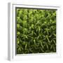 Green In A Square-Incredi-Framed Giclee Print