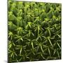 Green In A Square-Incredi-Mounted Giclee Print