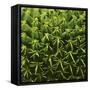 Green In A Square-Incredi-Framed Stretched Canvas