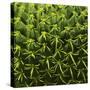 Green In A Square-Incredi-Stretched Canvas