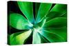 Green Intrigue-Bruce Nawrocke-Stretched Canvas