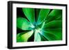 Green Intrigue-Bruce Nawrocke-Framed Photographic Print