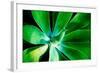 Green Intrigue-Bruce Nawrocke-Framed Photographic Print