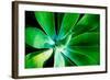 Green Intrigue-Bruce Nawrocke-Framed Photographic Print