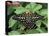 Green Jay Butterfly (Graphium Agamemnon), from the Philippines, in Captivity, Missouri, USA-James Hager-Stretched Canvas