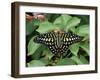 Green Jay Butterfly (Graphium Agamemnon), from the Philippines, in Captivity, Missouri, USA-James Hager-Framed Photographic Print