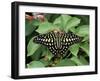 Green Jay Butterfly (Graphium Agamemnon), from the Philippines, in Captivity, Missouri, USA-James Hager-Framed Photographic Print