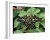 Green Jay Butterfly (Graphium Agamemnon), from the Philippines, in Captivity, Missouri, USA-James Hager-Framed Photographic Print