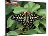 Green Jay Butterfly (Graphium Agamemnon), from the Philippines, in Captivity, Missouri, USA-James Hager-Mounted Photographic Print