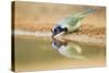 Green Jay (Cyanocorax yncas) adult, drinking at desert pool, South Texas, USA-Bill Coster-Stretched Canvas