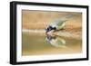 Green Jay (Cyanocorax yncas) adult, drinking at desert pool, South Texas, USA-Bill Coster-Framed Photographic Print