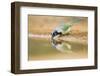 Green Jay (Cyanocorax yncas) adult, drinking at desert pool, South Texas, USA-Bill Coster-Framed Photographic Print