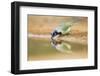 Green Jay (Cyanocorax yncas) adult, drinking at desert pool, South Texas, USA-Bill Coster-Framed Photographic Print