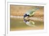Green Jay (Cyanocorax yncas) adult, drinking at desert pool, South Texas, USA-Bill Coster-Framed Photographic Print