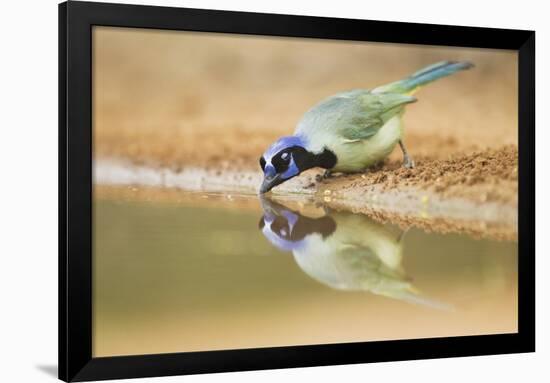 Green Jay (Cyanocorax yncas) adult, drinking at desert pool, South Texas, USA-Bill Coster-Framed Photographic Print