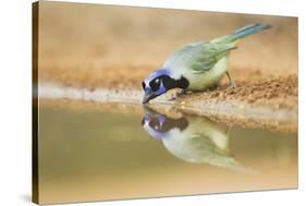 Green Jay (Cyanocorax yncas) adult, drinking at desert pool, South Texas, USA-Bill Coster-Stretched Canvas