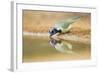 Green Jay (Cyanocorax yncas) adult, drinking at desert pool, South Texas, USA-Bill Coster-Framed Photographic Print