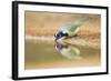 Green Jay (Cyanocorax yncas) adult, drinking at desert pool, South Texas, USA-Bill Coster-Framed Photographic Print