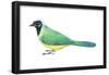 Green Jay (Cyanocorax Yncas), Birds-Encyclopaedia Britannica-Framed Poster