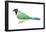 Green Jay (Cyanocorax Yncas), Birds-Encyclopaedia Britannica-Framed Poster