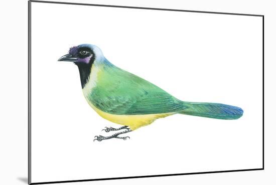Green Jay (Cyanocorax Yncas), Birds-Encyclopaedia Britannica-Mounted Poster