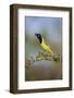 Green jay (Cyanocorax yncas) calling.-Larry Ditto-Framed Photographic Print