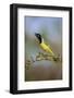 Green jay (Cyanocorax yncas) calling.-Larry Ditto-Framed Photographic Print