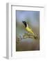 Green jay (Cyanocorax yncas) calling.-Larry Ditto-Framed Photographic Print