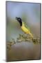 Green jay (Cyanocorax yncas) calling.-Larry Ditto-Mounted Photographic Print