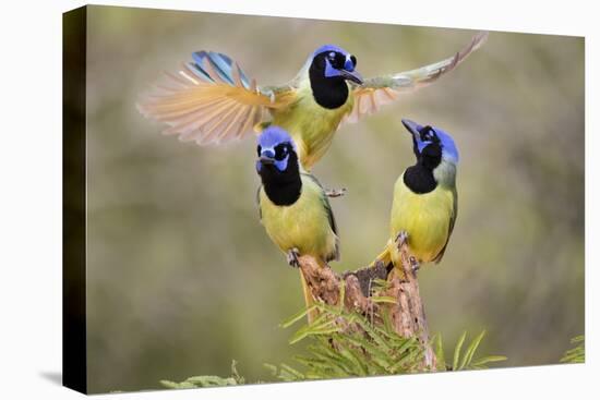 Green Jay, Cyanocorax Yncas, fighting for a perch-Larry Ditto-Stretched Canvas