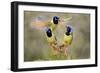 Green Jay, Cyanocorax Yncas, fighting for a perch-Larry Ditto-Framed Photographic Print