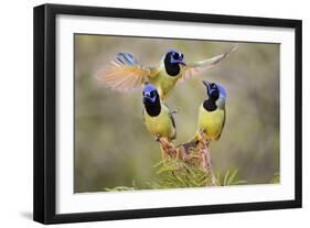 Green Jay, Cyanocorax Yncas, fighting for a perch-Larry Ditto-Framed Photographic Print