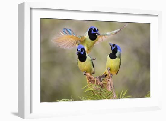 Green Jay, Cyanocorax Yncas, fighting for a perch-Larry Ditto-Framed Photographic Print