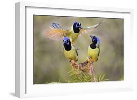 Green Jay, Cyanocorax Yncas, fighting for a perch-Larry Ditto-Framed Photographic Print