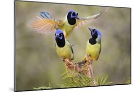Green Jay, Cyanocorax Yncas, fighting for a perch-Larry Ditto-Mounted Photographic Print