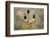 Green Jay, Cyanocorax Yncas, fighting for a perch-Larry Ditto-Framed Photographic Print