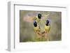 Green Jay, Cyanocorax Yncas, fighting for a perch-Larry Ditto-Framed Photographic Print