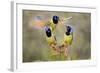 Green Jay, Cyanocorax Yncas, fighting for a perch-Larry Ditto-Framed Photographic Print