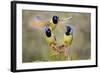 Green Jay, Cyanocorax Yncas, fighting for a perch-Larry Ditto-Framed Photographic Print