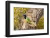 Green Jay (Cyanocorax yncas) perched-Larry Ditto-Framed Photographic Print