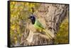 Green Jay (Cyanocorax yncas) perched-Larry Ditto-Framed Stretched Canvas