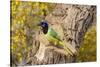 Green Jay (Cyanocorax yncas) perched-Larry Ditto-Stretched Canvas