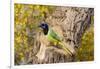Green Jay (Cyanocorax yncas) perched-Larry Ditto-Framed Photographic Print