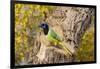 Green Jay (Cyanocorax yncas) perched-Larry Ditto-Framed Photographic Print