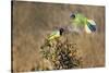 Green jay (Cyanocorax yncas) perching.-Larry Ditto-Stretched Canvas