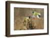 Green jay (Cyanocorax yncas) perching.-Larry Ditto-Framed Photographic Print