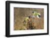 Green jay (Cyanocorax yncas) perching.-Larry Ditto-Framed Photographic Print