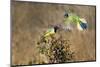 Green jay (Cyanocorax yncas) perching.-Larry Ditto-Mounted Photographic Print