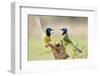 Green Jay, Cyanocorax Yncas,-Larry Ditto-Framed Photographic Print